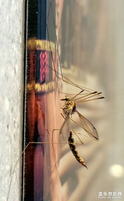 微距～蚊子