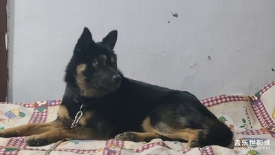 三星手機(jī)棒棒噠