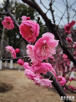 【新春色彩】+花開迎春