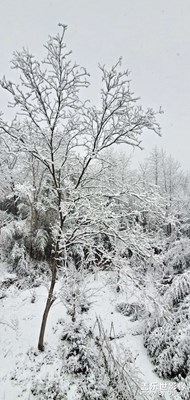 隨手拍雪景