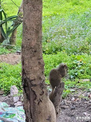 鄉(xiāng)下的小可愛