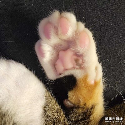 幸幸之今日份，光jo大睡