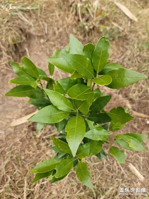 自己種的果實(shí)沃柑