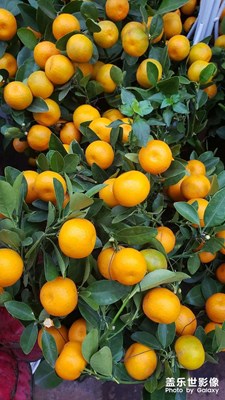 【足記】花市掠影