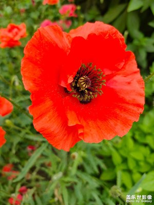 【家鄉(xiāng)年味】朵朵紅花向太陽