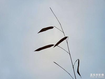 都s22了，s10仍然未out