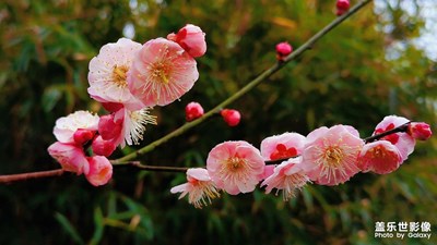 【身邊的美好】+梅香暗來