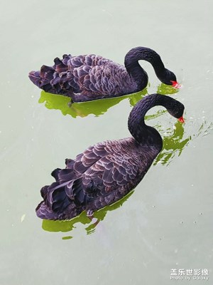 【身邊的美好】+黑天鵝
