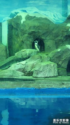 麗呈酒店的寶貝企鵝