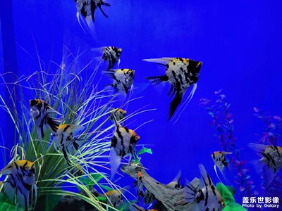 銀基動(dòng)物王國