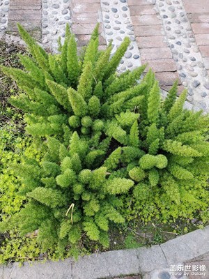 【身邊的美好】+綠意