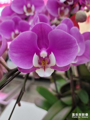 美麗的蘭花