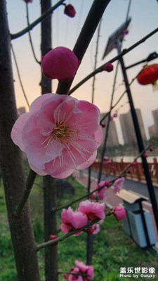 家邊小花花送給你