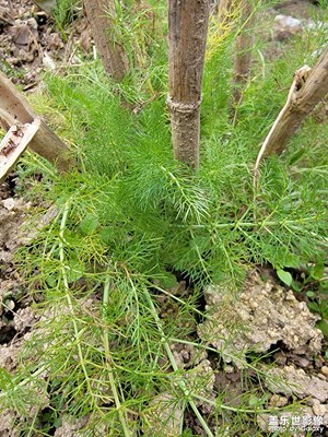 有知道這是什么菜嗎