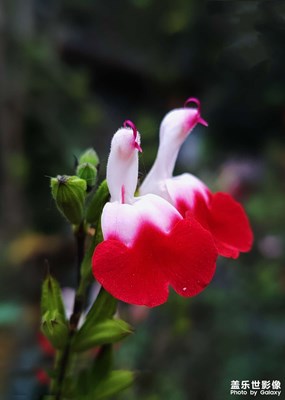 【街頭】+滿(mǎn)眼繁花