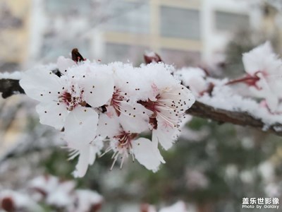 【街頭】+雪中花