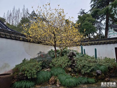 墻角一枝梅VS樓邊一束果