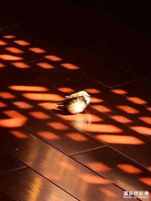 S20 Ultra 創(chuàng)造浪漫