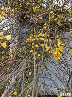 迎春花