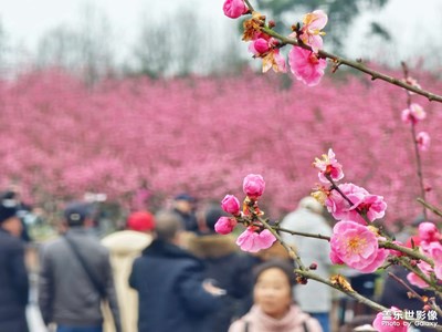 【街頭】+春花爛漫