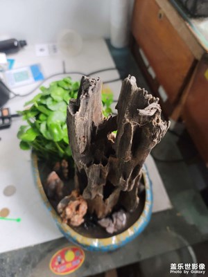 銅錢(qián)草銅錢(qián)草銅錢(qián)草銅錢(qián)草銅錢(qián)草