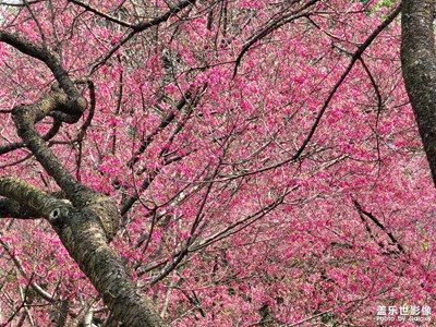 三月，是屬于櫻花的浪漫