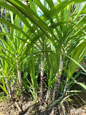 甘蔗沒長大