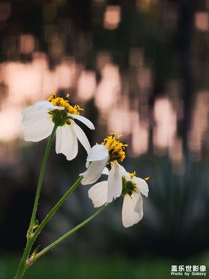 十倍長焦這虛化效果可以吧