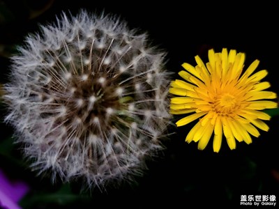 【場景小拍】+家里的蒲公英