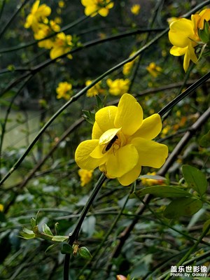 【場(chǎng)景小拍】 河邊春色