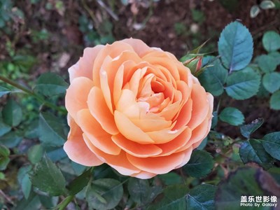 【場景小拍】+花有重開日