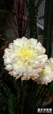 色彩很棒 隨手出片