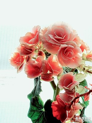 花兒獻(xiàn)給女神節(jié)