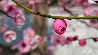 【手機(jī)里的記憶】年年有花