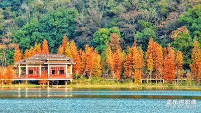 【手機里的記憶】+五彩水杉林