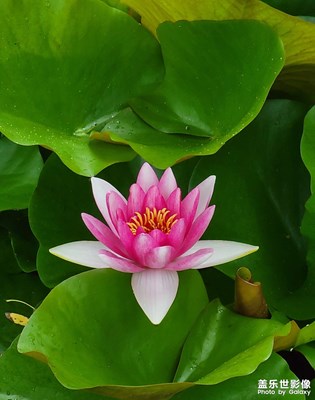 【手機里的記憶】夏之蓮