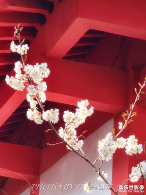 【場(chǎng)景小拍】+玄武湖櫻花