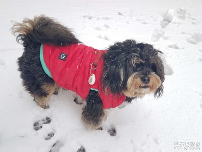 【手機里的記憶】+我的小胖墩