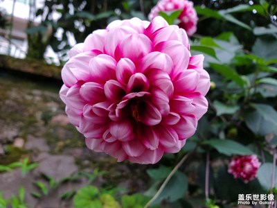 【手機(jī)里的記憶】+多彩的花