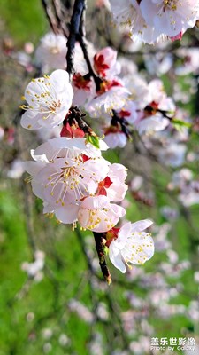 花不語，風(fēng)自懂，

人間處處春意濃。