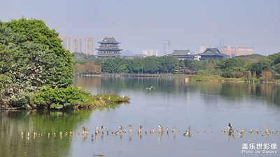 【手機(jī)里的記憶】海珠湖觀鳥