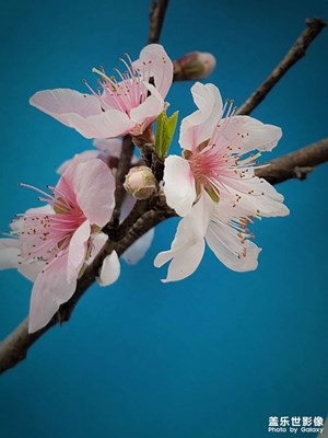 燕子來時新社，桃花花落后清明