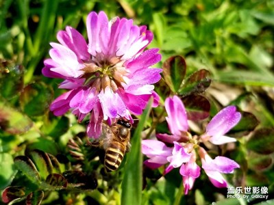 【春光好】+陌上花開