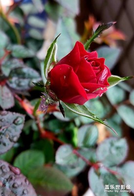 隨手拍了一個，不錯，很好看