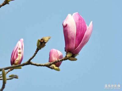 【春光好】+玉堂富貴畫春色