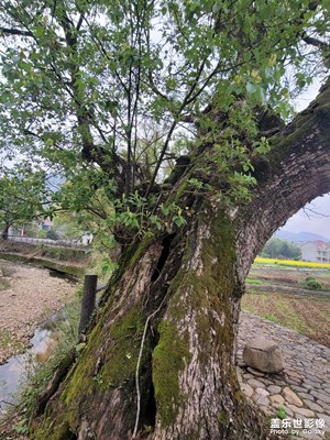 鄉(xiāng)村古樟樹鄉(xiāng)村小溪邊的古樟樹