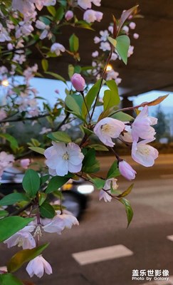 路邊的櫻花都來了