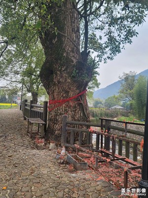 鄉(xiāng)村古樟樹(shù)