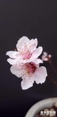 【春光好】+桃花朵朵開(kāi)