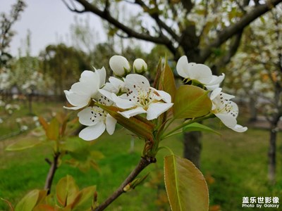 【春光好】桃梨芬芳